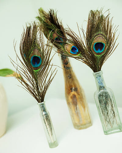 Peacock feathers displayed in glass bottles